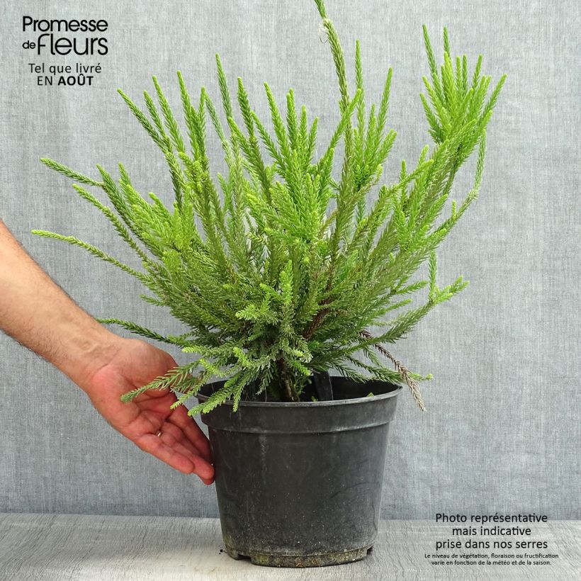 Exemplar von Cryptomeria japonica Araucarioides Topf mit 4L/5L wie im Sommer geliefert