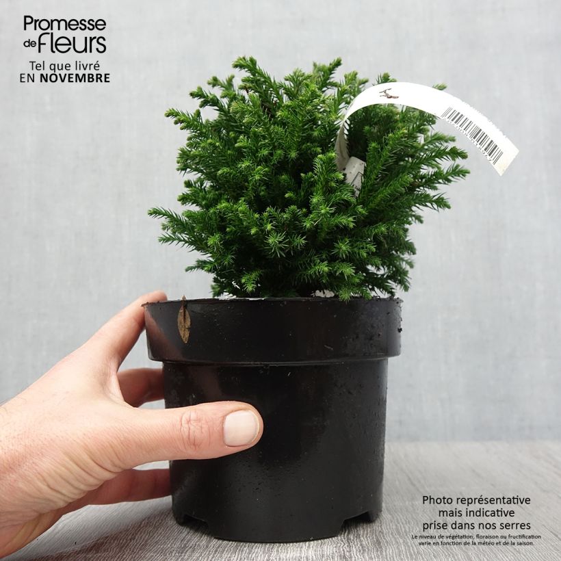 Exemplar von Cryptomeria japonica Green Pearl Topf mit 2L/3L wie im Herbst geliefert