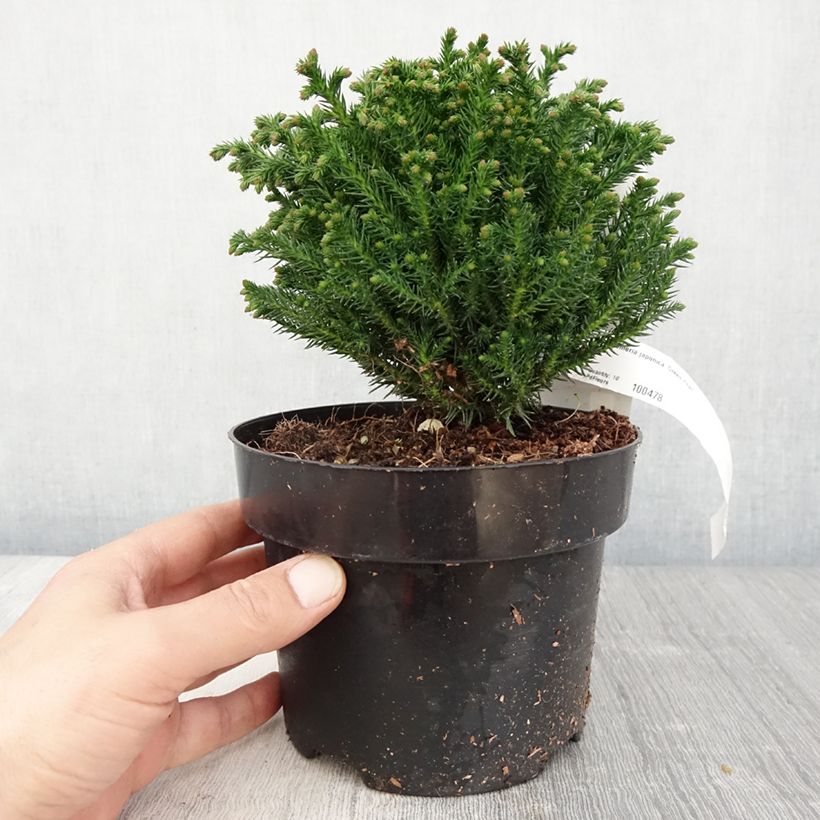 Exemplar von Cryptomeria japonica Green Pearl Topf mit 2L/3L wie im Frühjahr geliefert