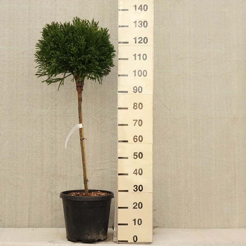 Exemplar von Cryptomeria japonica Globosa Nana Topf mit 12L/15L, Stamm wie im Frühjahr geliefert