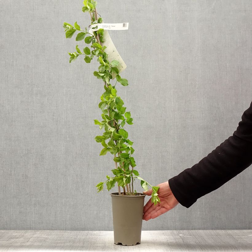 Exemplar von Celastrus orbiculatus Diana - Rundblättriger Baumwürger Topf mit 2L/3L wie im Frühjahr geliefert