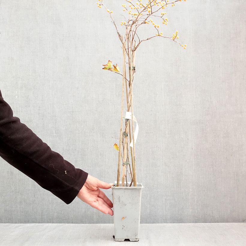 Exemplar von Celastrus orbiculatus Diana - Rundblättriger Baumwürger Topf mit 2L/3L wie im Herbst geliefert