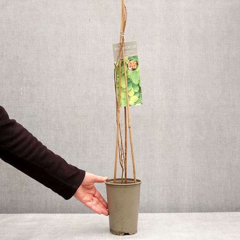 Exemplar von Celastrus orbiculatus Hercules - Rundblättriger Baumwürger Topf mit 2L/3L wie im Winter geliefert