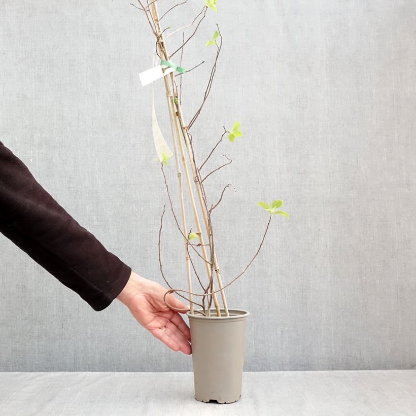 Exemplar von Celastrus orbiculatus Hercules - Rundblättriger Baumwürger Topf mit 2L/3L wie im Herbst geliefert