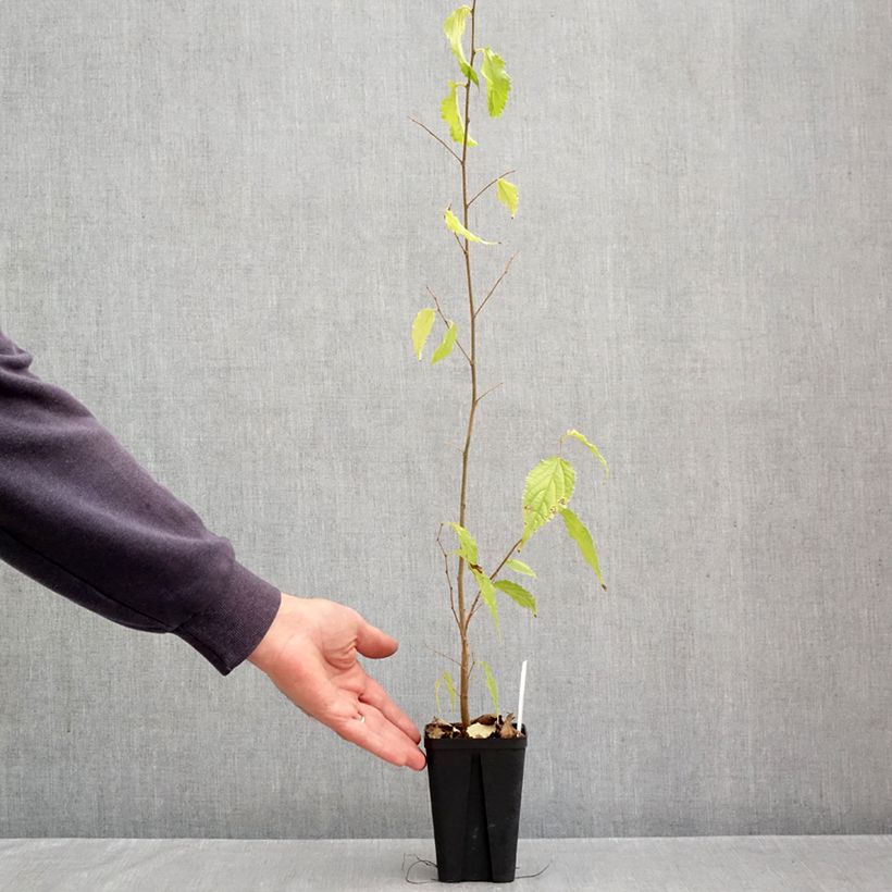 Exemplar von Celtis australis - Südlicher Zürgelbaum Kleine Töpfe von 8/9 cm wie im Herbst geliefert