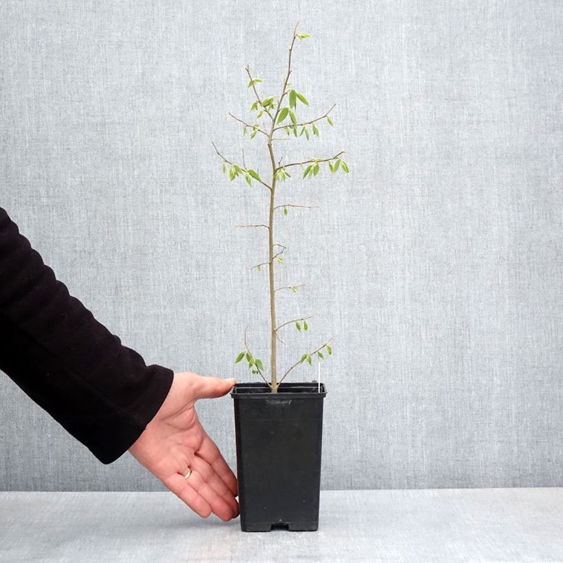 Exemplar von Celtis australis - Südlicher Zürgelbaum Kleine Töpfe von 8/9 cm wie im Frühjahr geliefert
