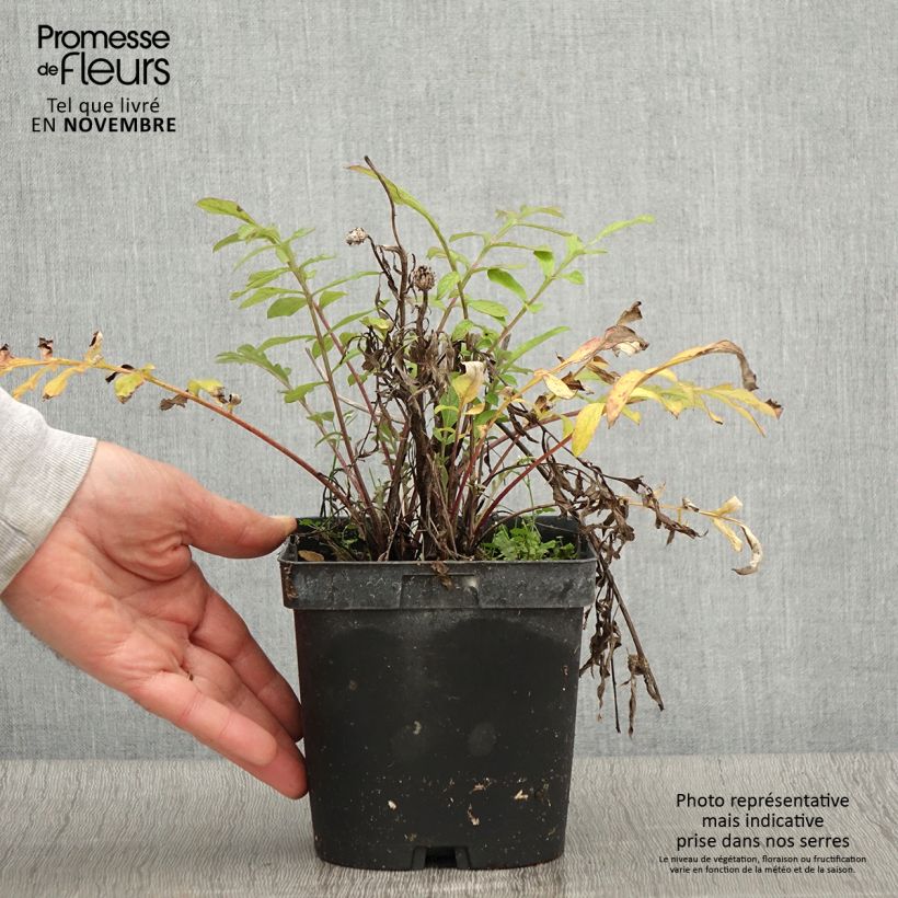Exemplar von Centaurea dealbata - Zweifarbige Flockenblume Topf mit 2L/3L wie im Herbst geliefert
