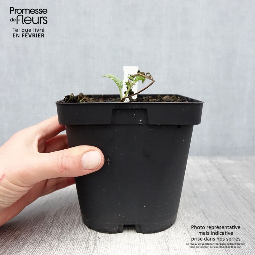 Exemplar von Centaurea dealbata Stenbeergii - Zweifarbige Flockenblume Topf mit 2L/3L wie im Winter geliefert