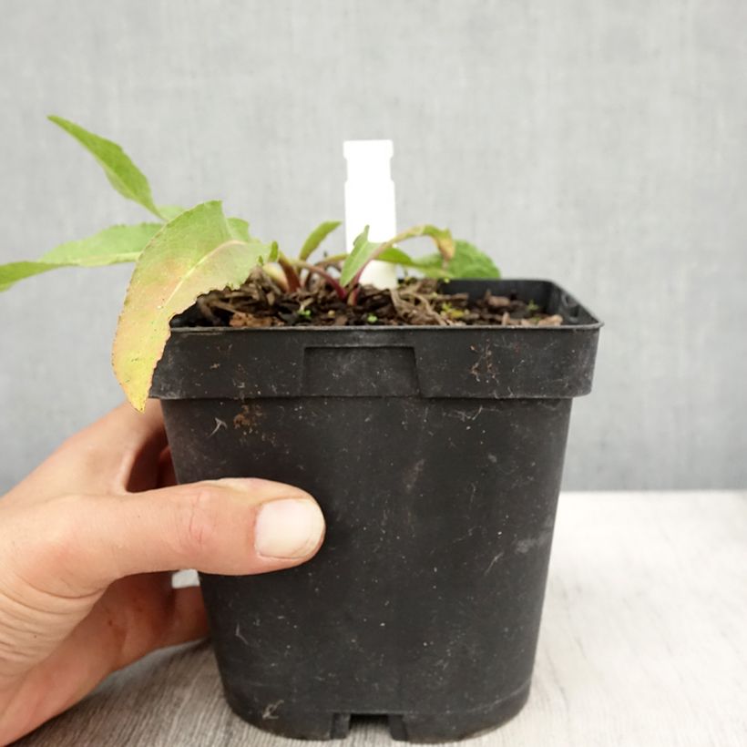 Exemplar von Centaurea macrocephala - Riesenflockenblume Topf mit 2L/3L wie im Herbst geliefert