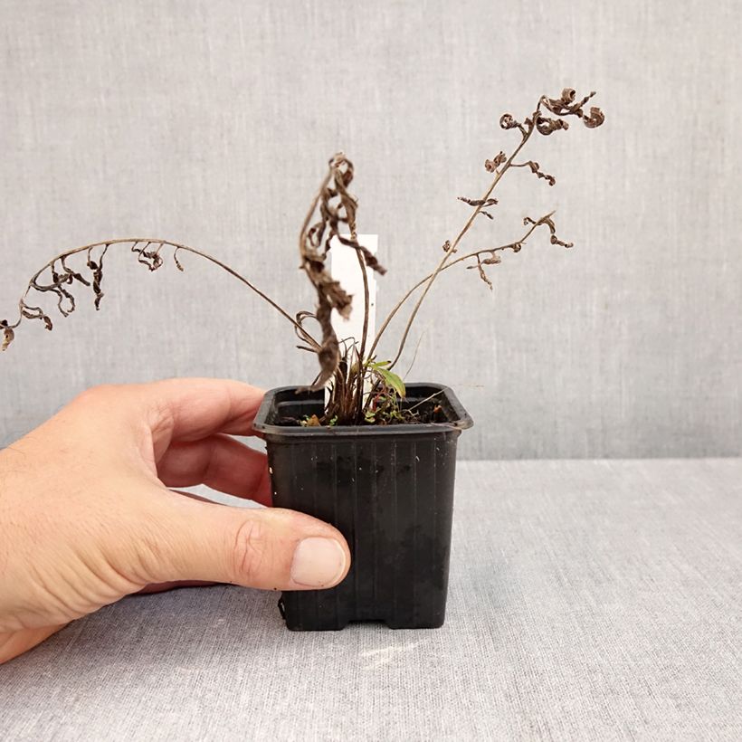 Exemplar von Centaurea ruthenica - Ukrainische Flockenblume Kleine Töpfe von 8/9 cm wie im Herbst geliefert