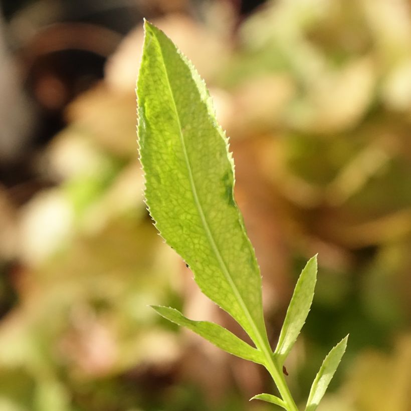 Centaurea ruthenica - Ukrainische Flockenblume (Laub)