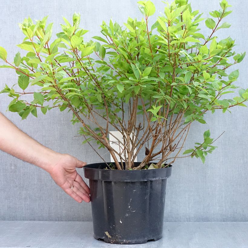 Exemplar von Cephalanthus occidentalis - Knopfbusch Topf mit 7,5L/10L wie im Frühjahr geliefert