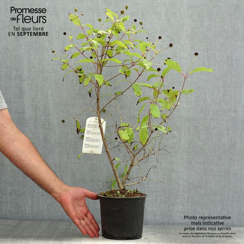 Exemplar von Cephalanthus occidentalis - Knopfbusch Topf mit 3L/4L wie im Sommer geliefert