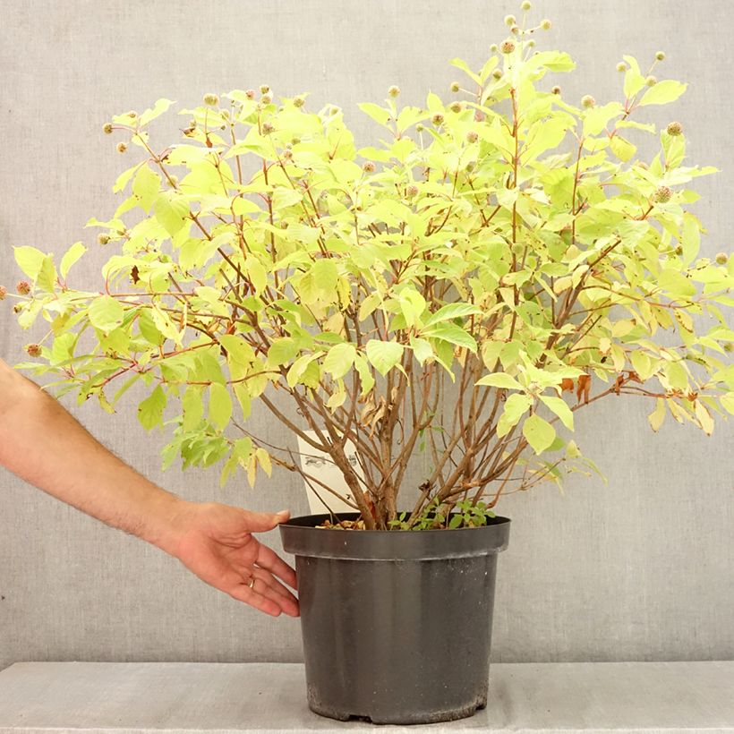 Exemplar von Cephalanthus occidentalis - Knopfbusch Topf mit 7,5L/10L wie im Sommer geliefert