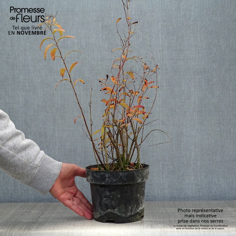 Exemplar von Cephalanthus occidentalis Sugar Shack - Knopfbusch Topf mit 2L/3L wie im Herbst geliefert