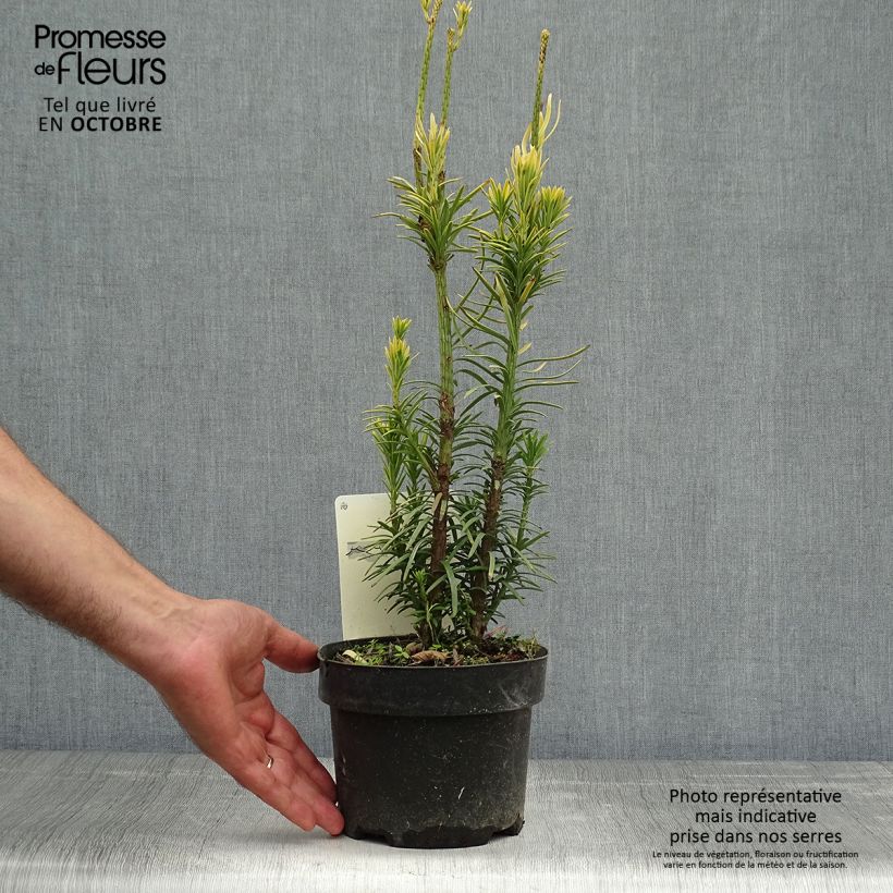 Exemplar von Cephalotaxus harringtonia Korean Gold - Harringtons Kopfeibe Topf mit 2L/3L wie im Herbst geliefert