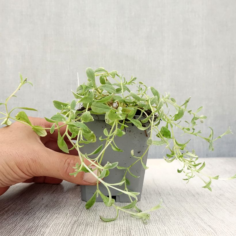 Exemplar von Cerastium biebersteinii - Bieberstein Hornkraut Kleine Töpfe von 8/9 cm wie im Herbst geliefert