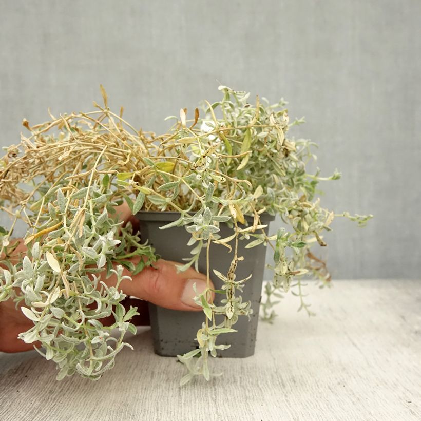 Exemplar von Cerastium tomentosum var columnae - Filziges Hornkraut Kleine Töpfe von 8/9 cm wie im Herbst geliefert