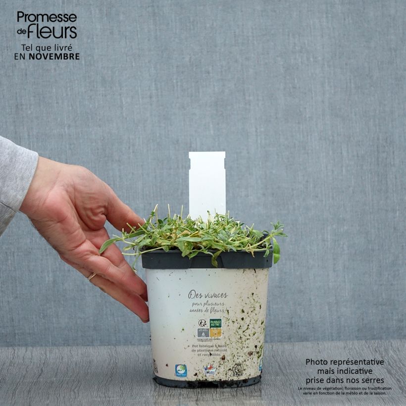 Exemplar von Cerastium tomentosum Yo Yo - Filziges Hornkraut Topf mit 2L/3L wie im Herbst geliefert