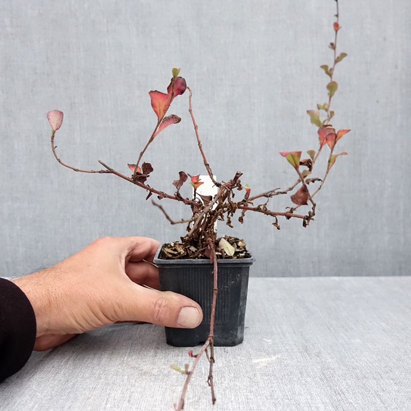 Exemplar von Ceratostigma griffithii - Hornbleiwurz Kleine Töpfe von 8/9 cm wie im Herbst geliefert