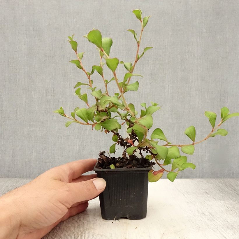 Exemplar von Ceratostigma griffithii - Hornbleiwurz Kleine Töpfe von 8/9 cm wie im Sommer geliefert