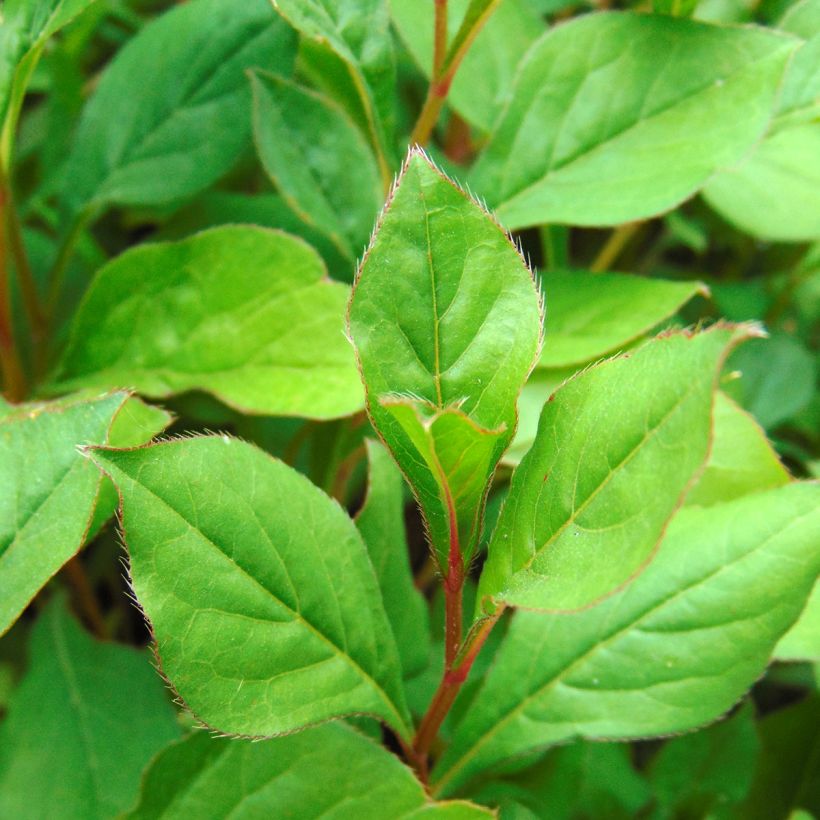 Ceratostigma plumbaginoides - Hornbleiwurz (Laub)