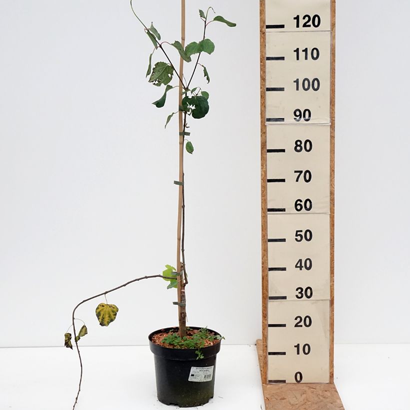 Exemplar von Japanischer Kuchenbaum Amazing Grace - Cercidiphyllum japonicum Topf mit 7,5L/10L wie im Herbst geliefert