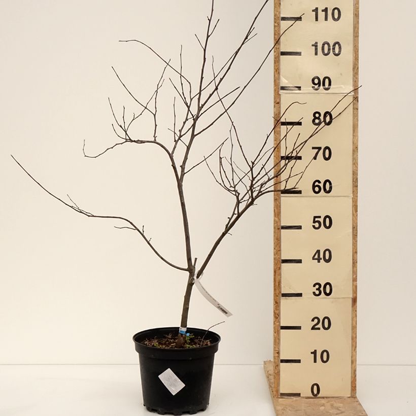 Exemplar von Kanadischer Judasbaum Alley Cat - Cercis canadensis Topf mit 6L/7L wie im Winter geliefert