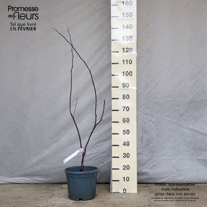 Exemplar von Kanadischer Judasbaum Forest Pansy - Cercis canadensis Topf mit 7,5L/10L wie im Winter geliefert
