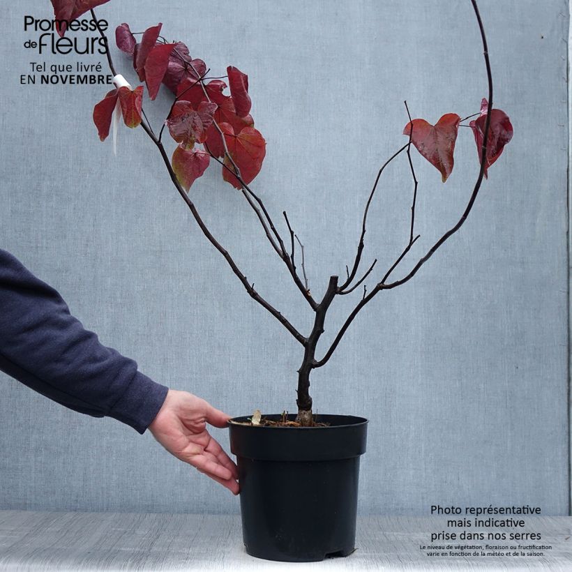 Exemplar von Kanadischer Judasbaum Forest Pansy - Cercis canadensis Topf mit 4L/5L wie im Herbst geliefert