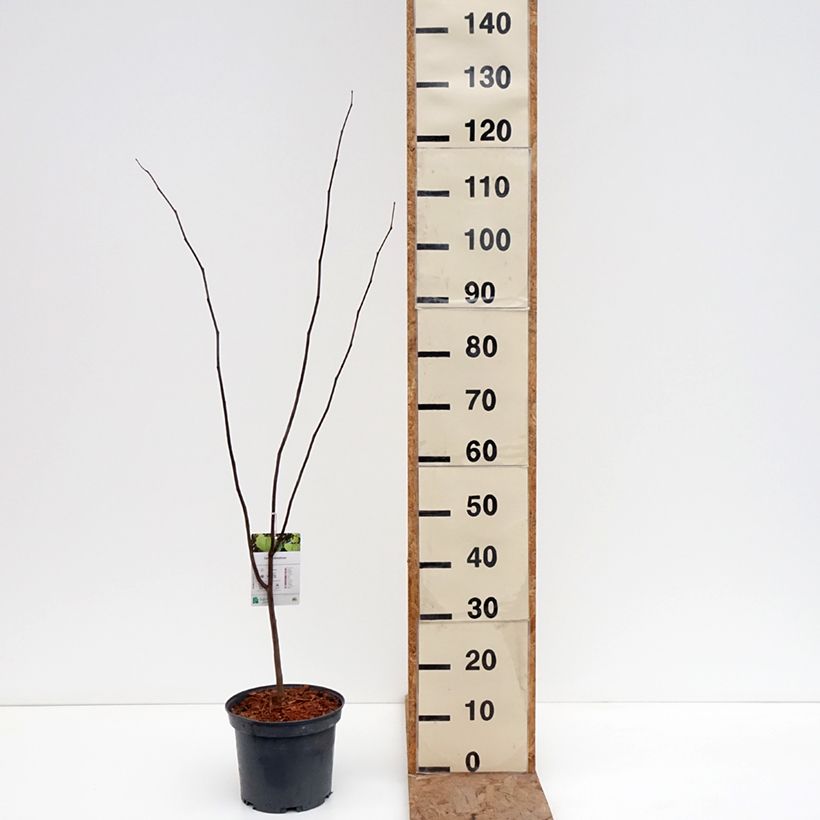 Exemplar von Kanadischer Judasbaum - Cercis canadensis  Topf mit 4L/5L wie im Winter geliefert