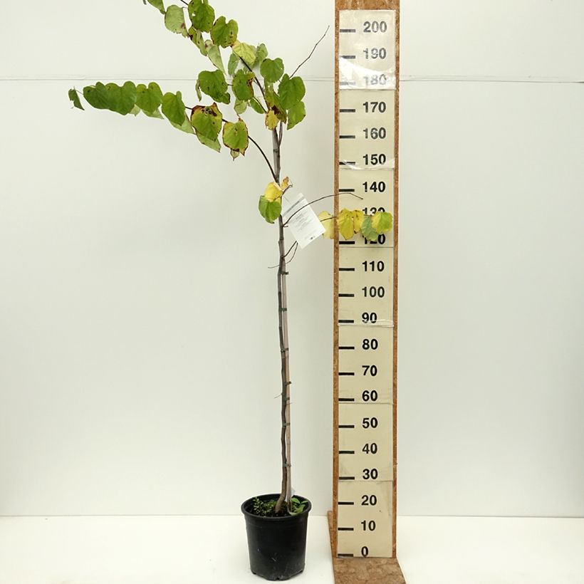 Exemplar von Kanadischer Judasbaum - Cercis canadensis  Topf mit 7,5L/10L wie im Sommer geliefert