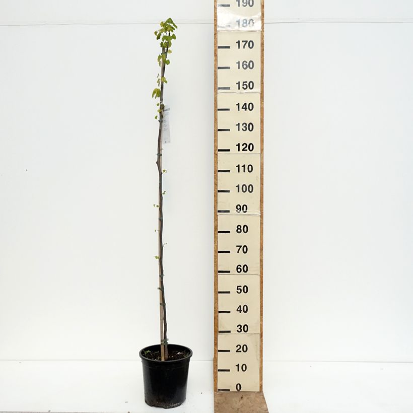 Exemplar von Kanadischer Judasbaum - Cercis canadensis  Topf mit 7,5L/10L wie im Frühjahr geliefert