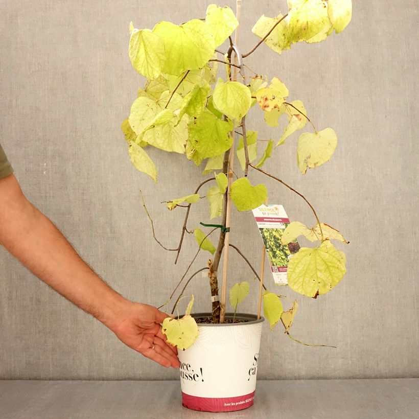 Exemplar von Kanadischer Judasbaum Golden Falls - Cercis canadensis Topf mit 4L/5L, Stämmchen wie im Sommer geliefert