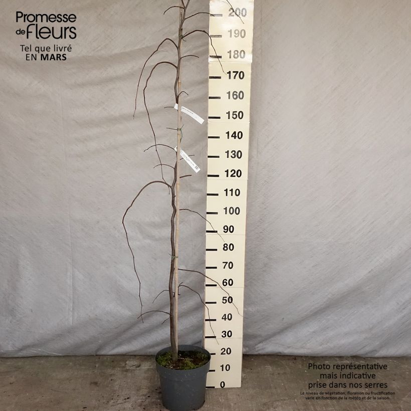 Exemplar von Kanadischer Judasbaum Golden Falls - Cercis canadensis Topf mit 4L/5L, Stämmchen wie im Frühjahr geliefert