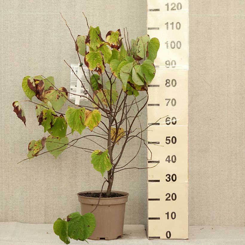 Exemplar von Kanadischer Judasbaum Heart of Gold - Cercis canadensis Topf mit 7,5L/10L wie im Herbst geliefert