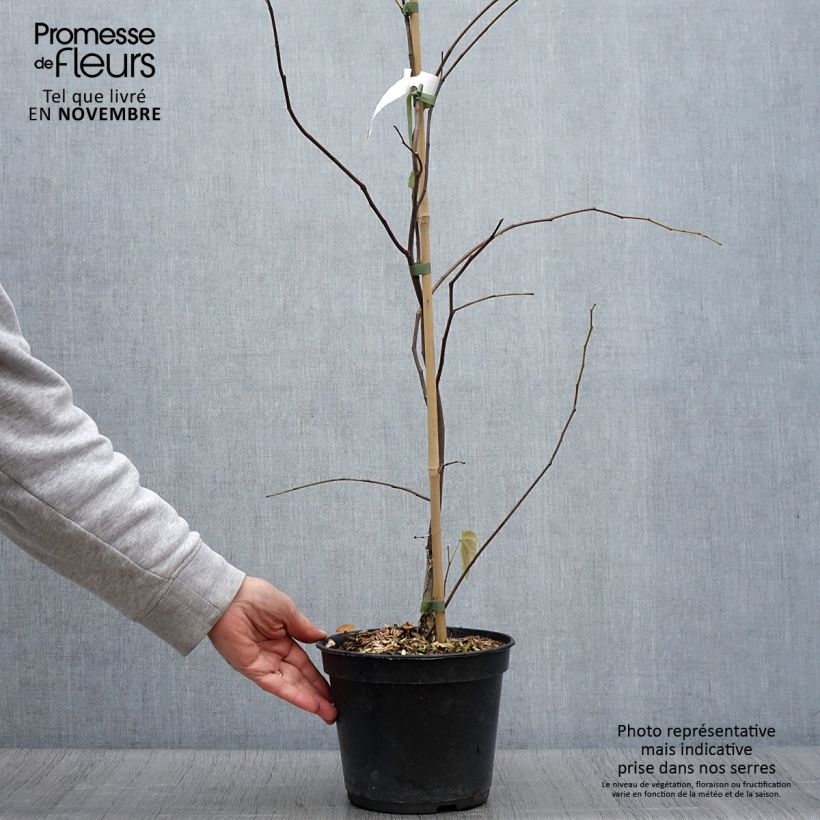 Exemplar von Kanadischer Judasbaum Heart of Gold - Cercis canadensis Topf mit 4L/5L wie im Herbst geliefert