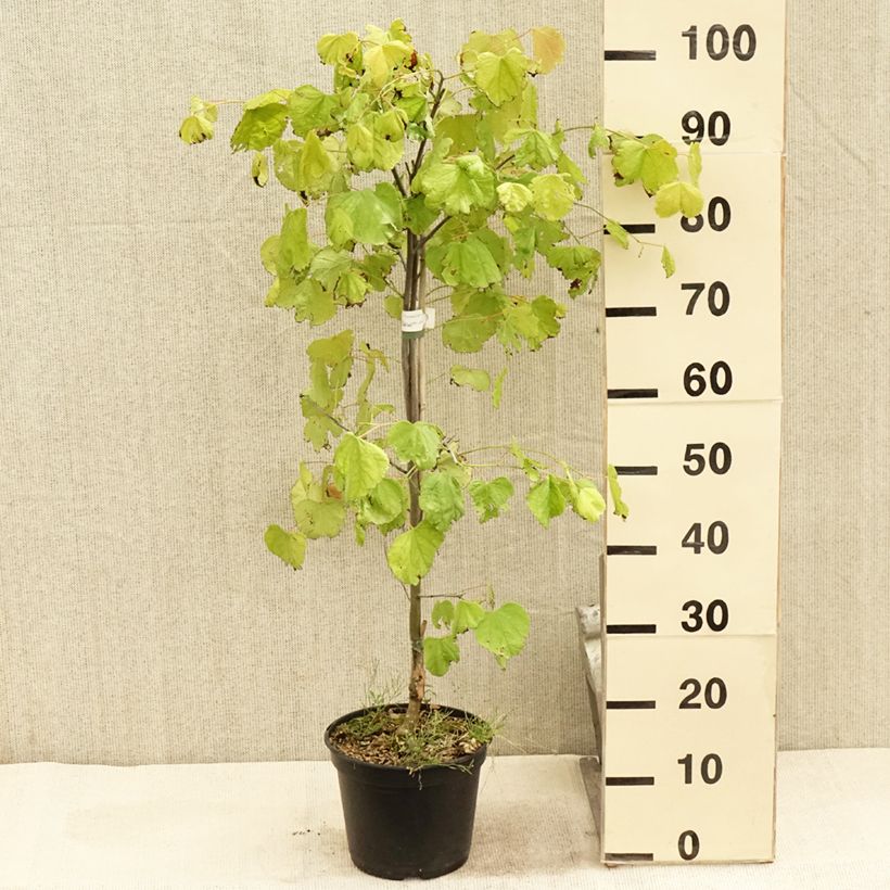 Exemplar von Kanadischer Judasbaum Heart of Gold - Cercis canadensis Topf mit 4L/5L wie im Sommer geliefert