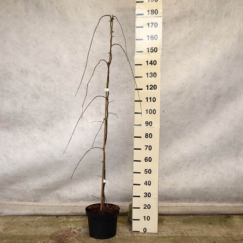 Exemplar von Kanadischer Judasbaum Lavender Twist - Cercis canadensis Topf mit 7,5L/10L wie im Herbst geliefert