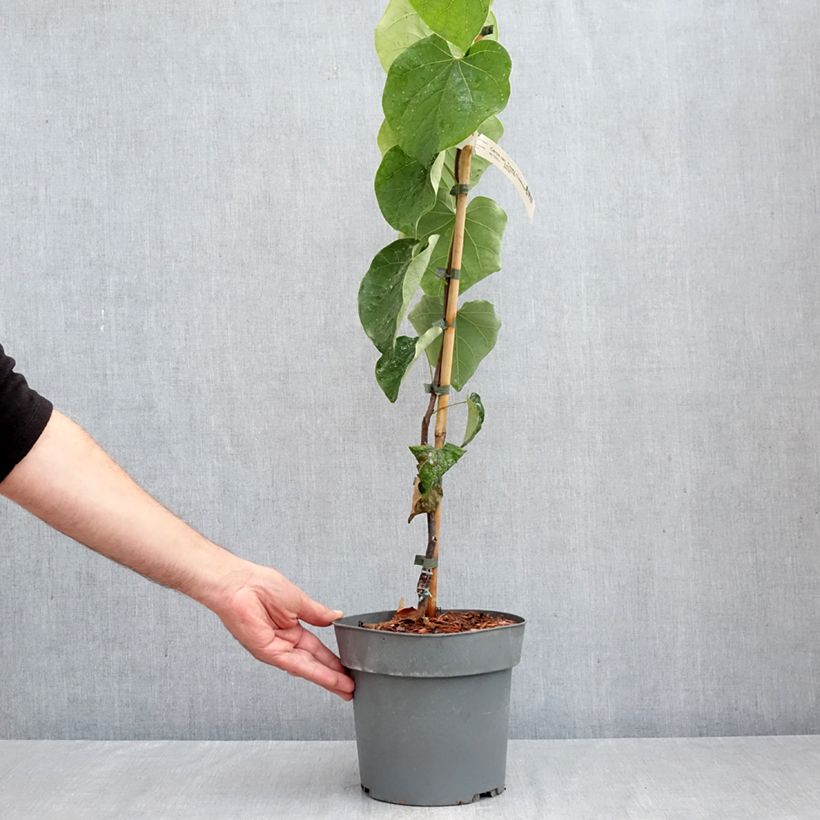 Exemplar von Kanadischer Judasbaum Lavender Twist - Cercis canadensis Topf mit 3L/4L wie im Herbst geliefert