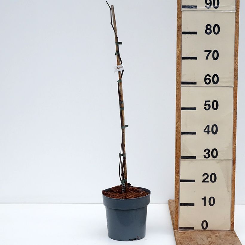 Exemplar von Kanadischer Judasbaum Lavender Twist - Cercis canadensis Topf mit 3L/4L wie im Winter geliefert