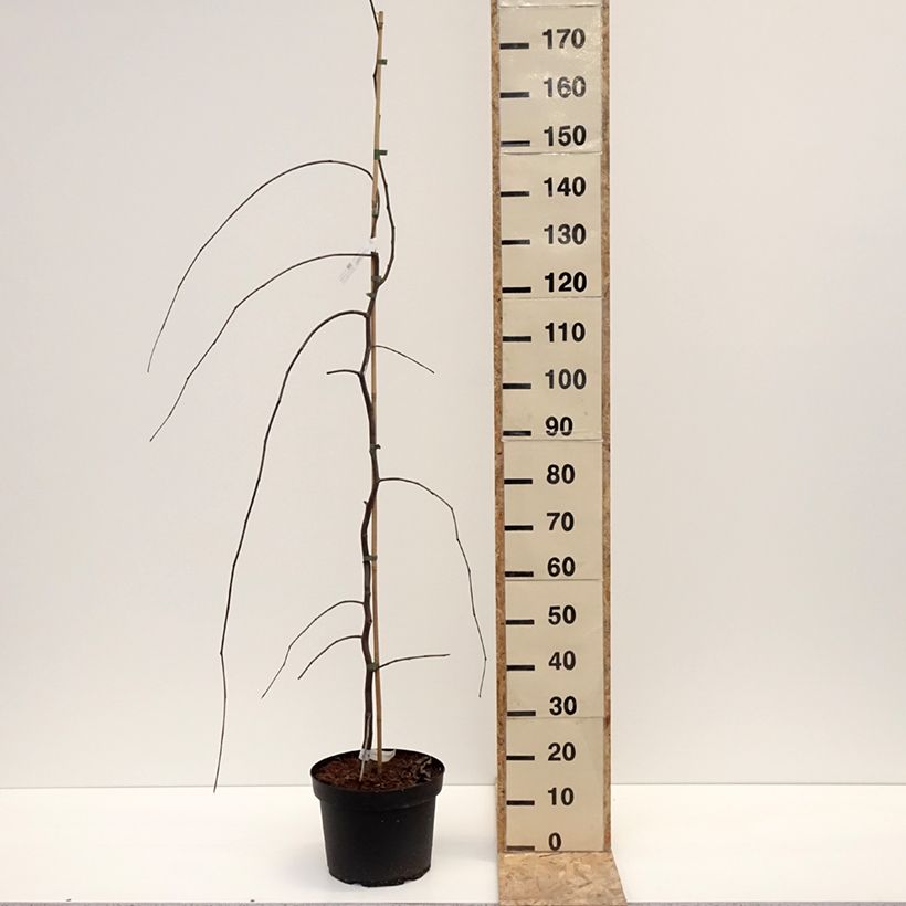 Exemplar von Kanadischer Judasbaum Lavender Twist - Cercis canadensis Topf mit 7,5L/10L wie im Winter geliefert