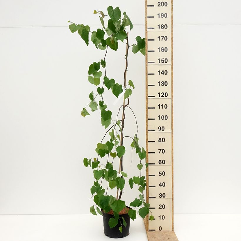 Exemplar von Kanadischer Judasbaum Lavender Twist - Cercis canadensis Topf mit 7,5L/10L wie im Frühjahr geliefert