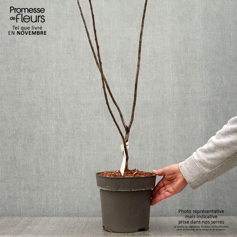 Exemplar von Kanadischer Judasbaum Little Woody - Cercis canadensis Topf mit 3L/4L wie im Herbst geliefert