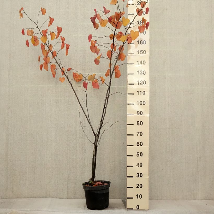 Exemplar von Kanadischer Judasbaum Merlot - Cercis canadensis Topf mit 6L/7L wie im Herbst geliefert