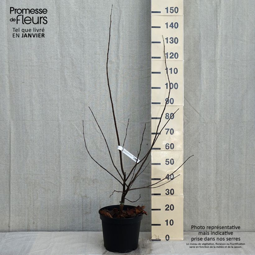 Exemplar von Kanadischer Judasbaum Pink Pom Pom's - Cercis canadensis Topf mit 7,5L/10L wie im Winter geliefert