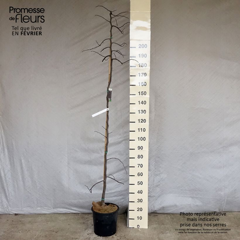 Exemplar von Kanadischer Judasbaum Ruby Falls - Cercis canadensis Topf mit 7,5L/10L wie im Winter geliefert