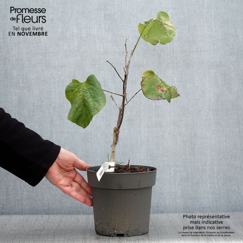 Exemplar von Kanadischer Judasbaum Texas White - Cercis canadensis Topf mit 4L/5L wie im Herbst geliefert