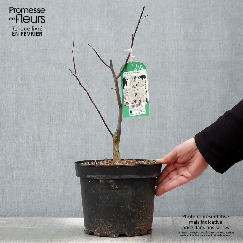 Exemplar von Kanadischer Judasbaum Texas White - Cercis canadensis Topf mit 4L/5L wie im Winter geliefert