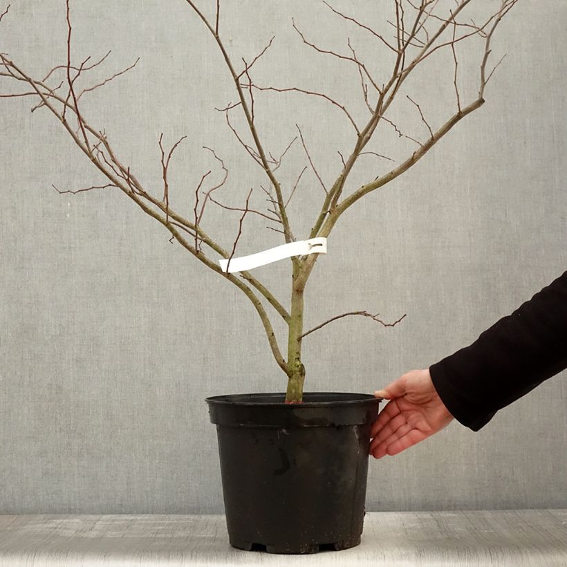 Exemplar von Kanadischer Judasbaum The Rising Sun - Cercis canadensis Topf mit 2L/3L wie im Winter geliefert